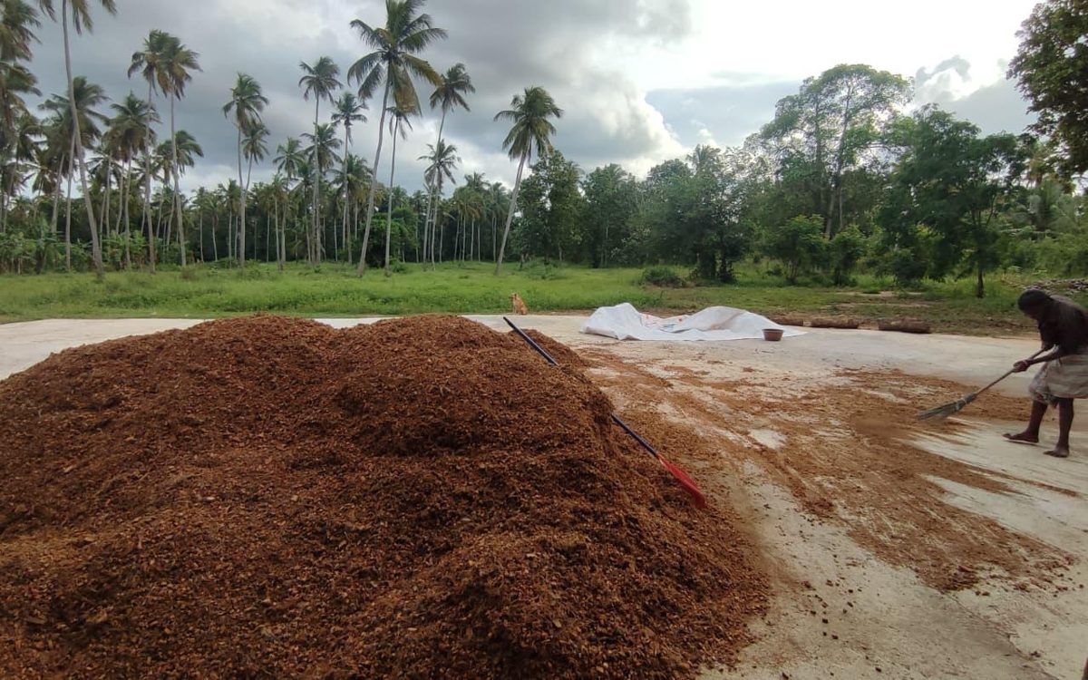 Coconut husk chips sun-drying at the Saluwadana Agro yard